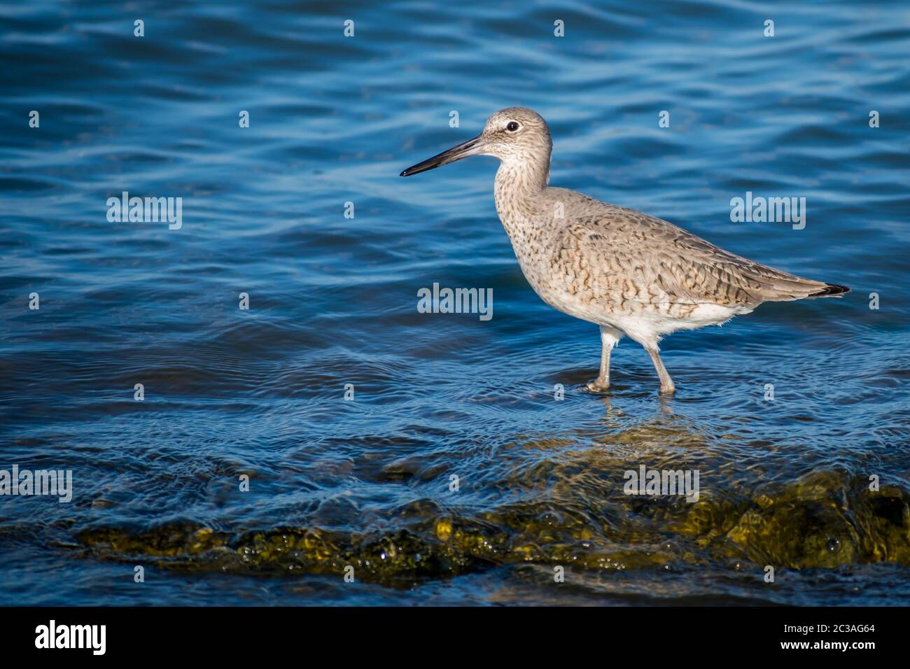 A mottled brown Willet bird in Rockport, Texas Stock Photo Alamy