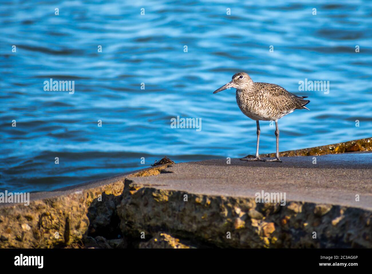 A mottled brown Willet bird in Rockport, Texas Stock Photo Alamy