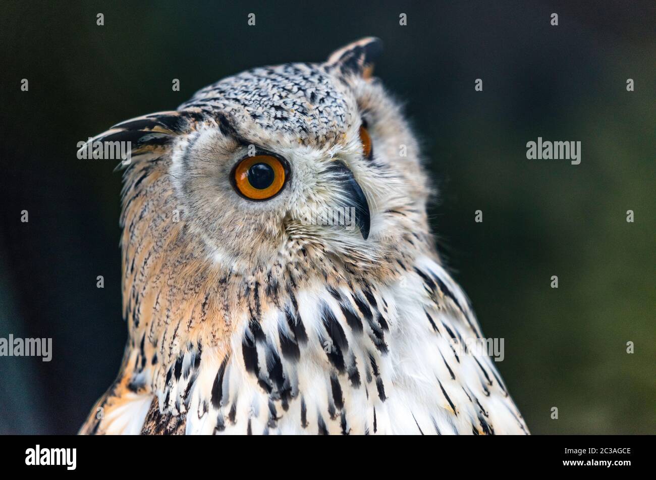 Portrait of cute uhu owl in Hohenwerfen castle falconry Stock Photo