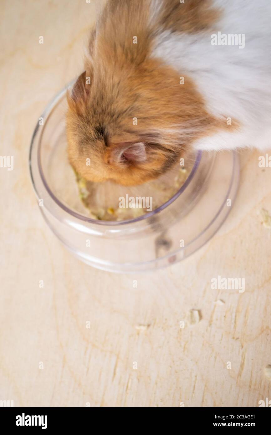 Syrian hamster eating from food bowl Stock Photo Alamy