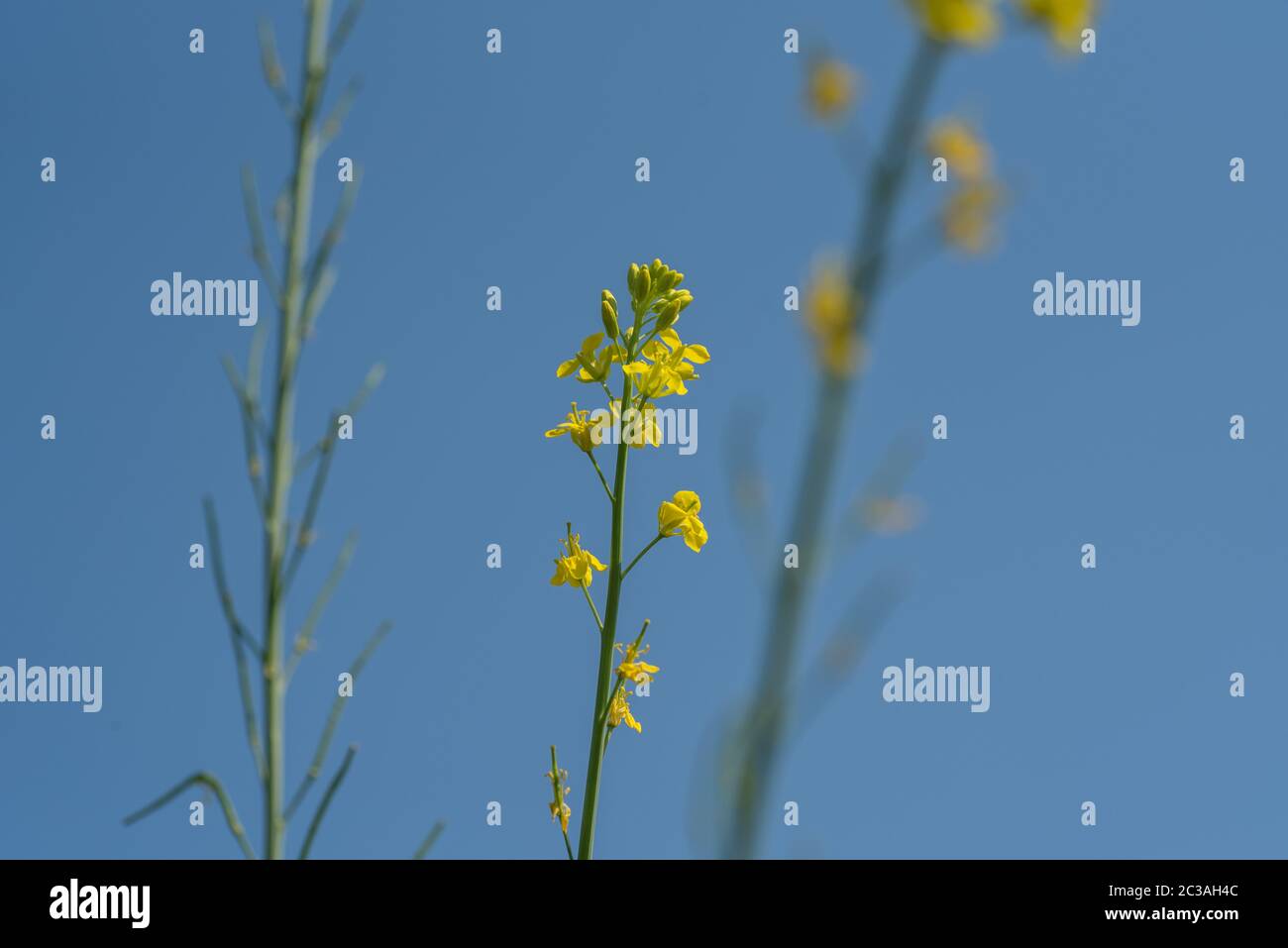 Mustard flowers blooming on plant at farm field with pods. close up Stock Photo Alamy