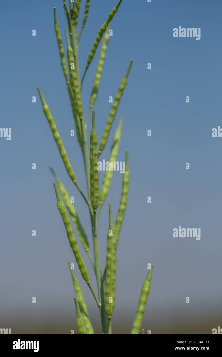 Green mustard pods growing at agriculture field. farm land Stock Photo