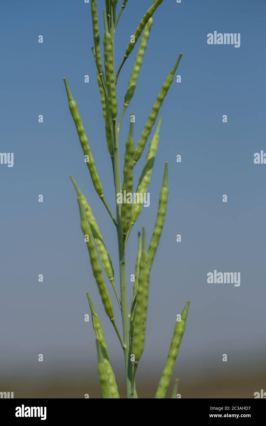 Green mustard pods growing at agriculture field. farm land Stock Photo