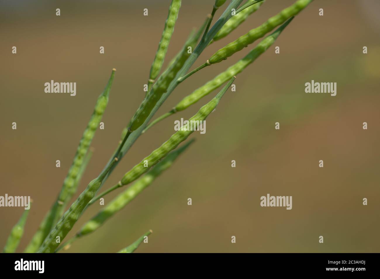 Green mustard pods growing at agriculture field. farm land Stock Photo