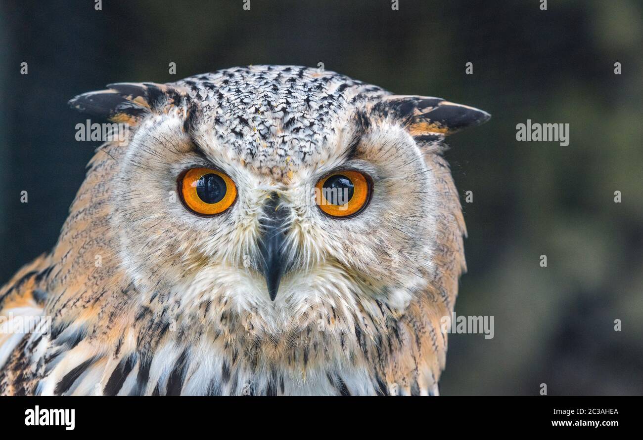 Portrait of cute uhu owl in Hohenwerfen castle falconry Stock Photo