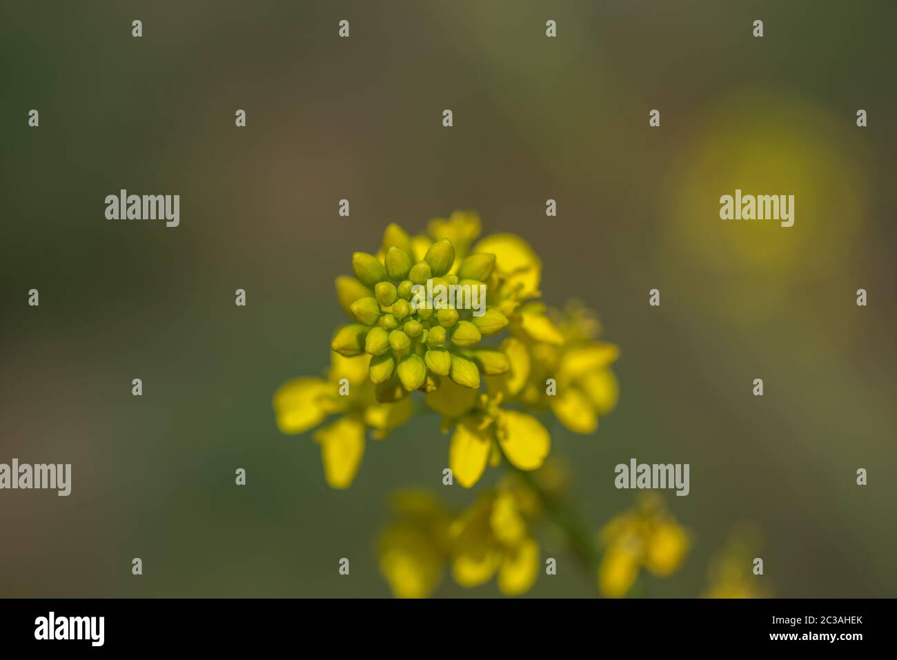 Mustard flowers blooming on plant at farm field with pods. close up Stock Photo Alamy