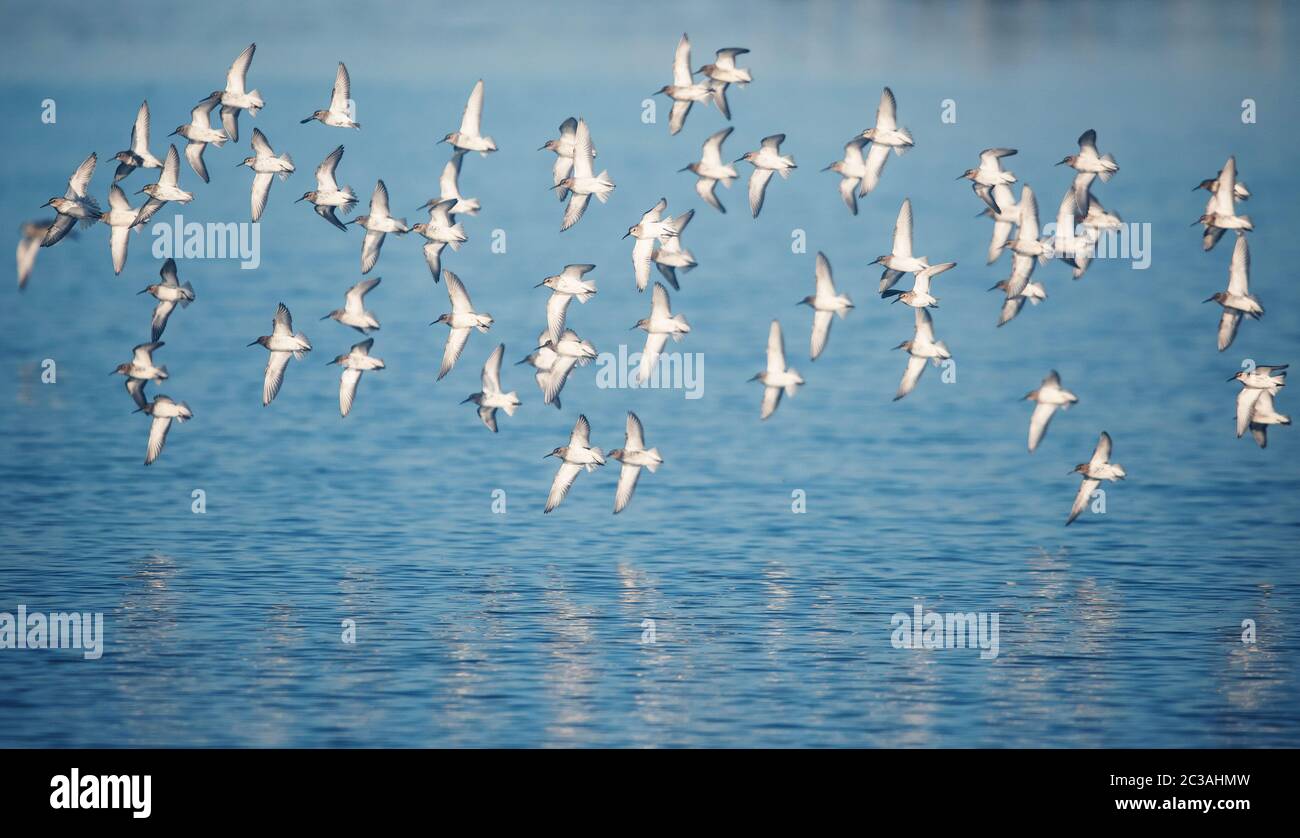 Dunlins in flight. Their Latin name are Calidris alpina. Stock Photo