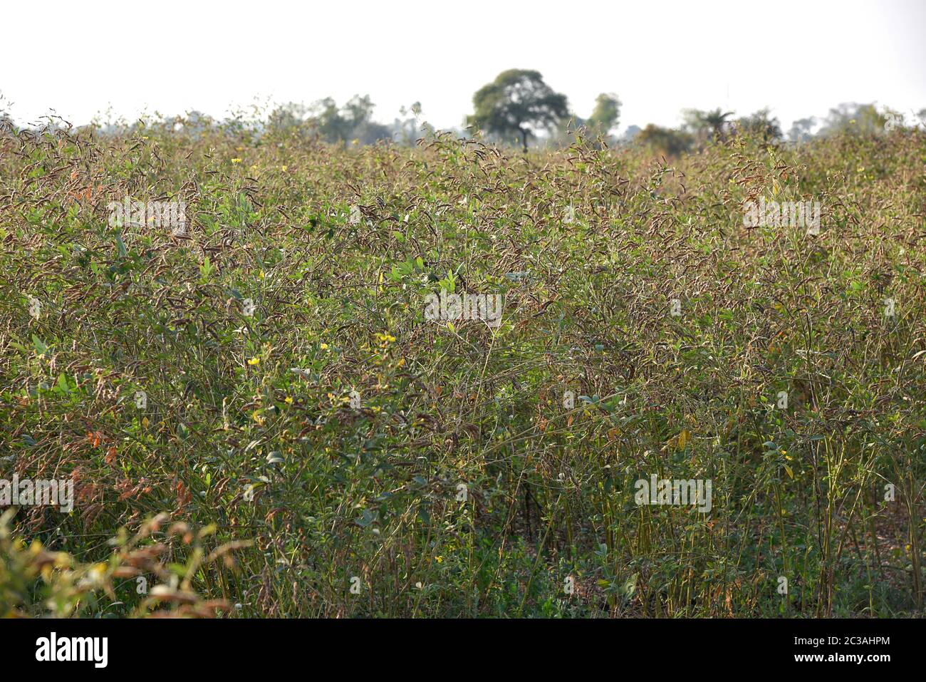 Pigeon pea crop in farm field field Stock Photo Alamy