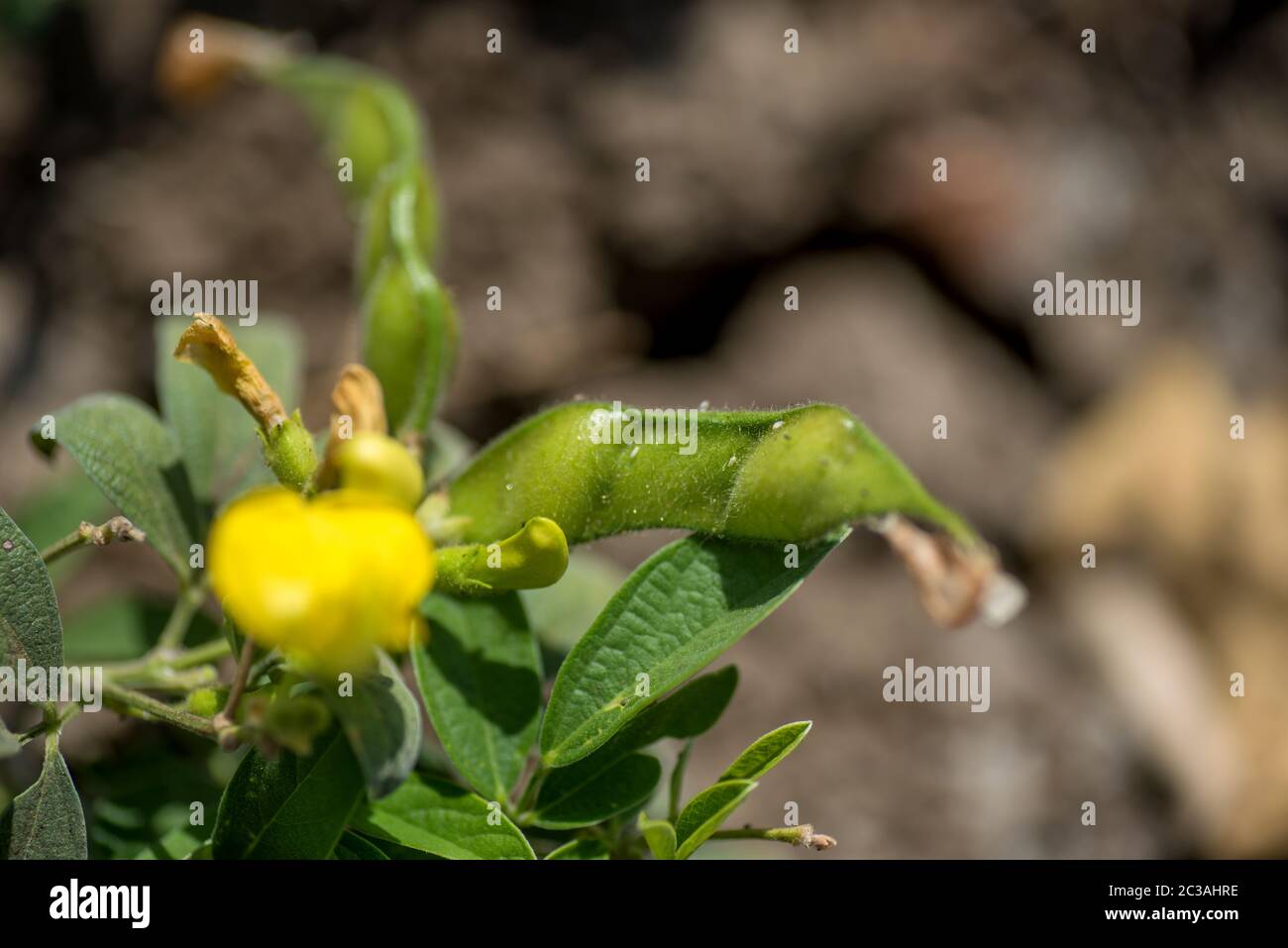 Pigeon pea crop in farm field field Stock Photo Alamy