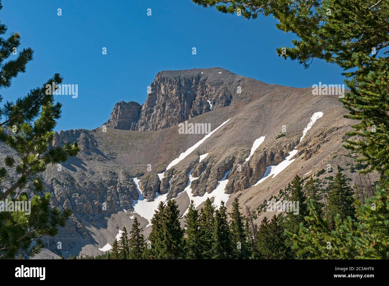 Dramatic Wheeler Peak Framed by the Trees in Great Basin National Park in Utah Stock Photo