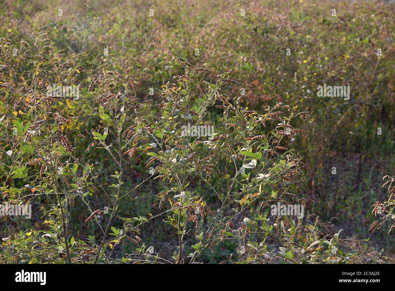 Pigeon pea crop in farm field field Stock Photo Alamy