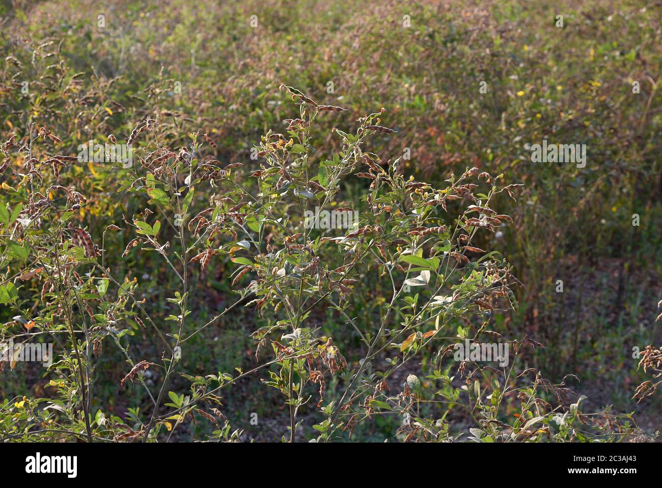 Pigeon pea crop in farm field field Stock Photo Alamy