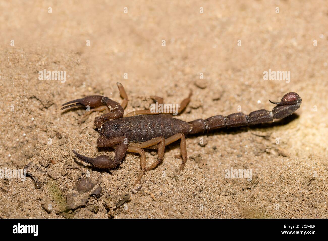 Scorpions on sandy ground, Masoala National park, Africa, Madagascar wildlife and wilderness Stock Photo