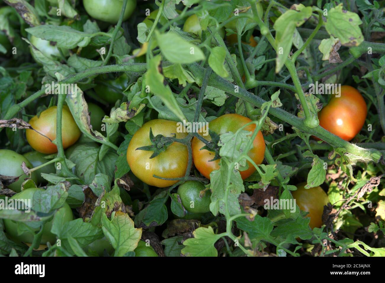 Fresh tomato plant in organic farm Stock Photo Alamy