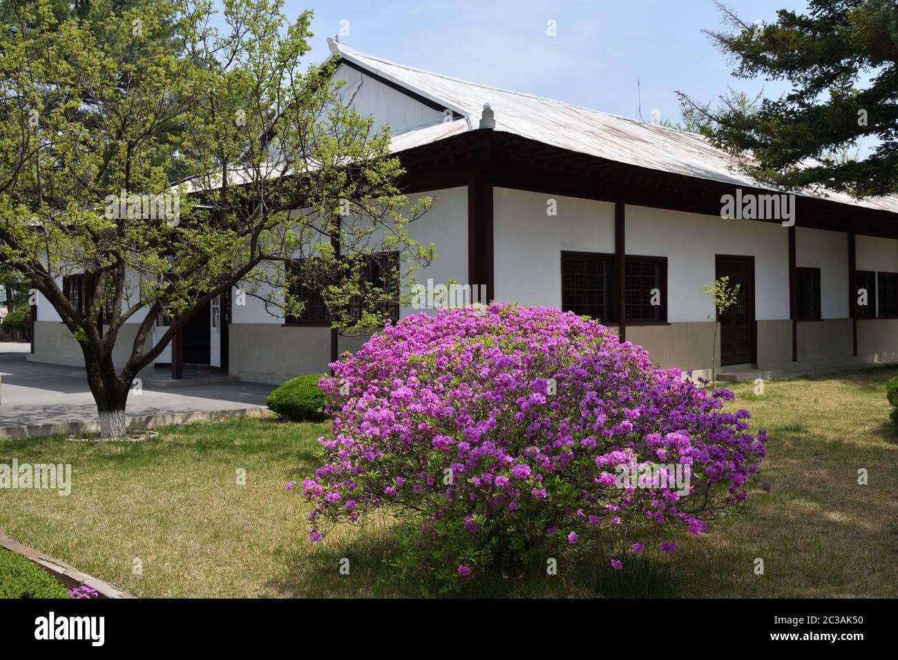 Big blooming bush of wild rosemary before the building of North Korea Peace Museum in Joint Security Area. The demilitarized zone Stock Photo