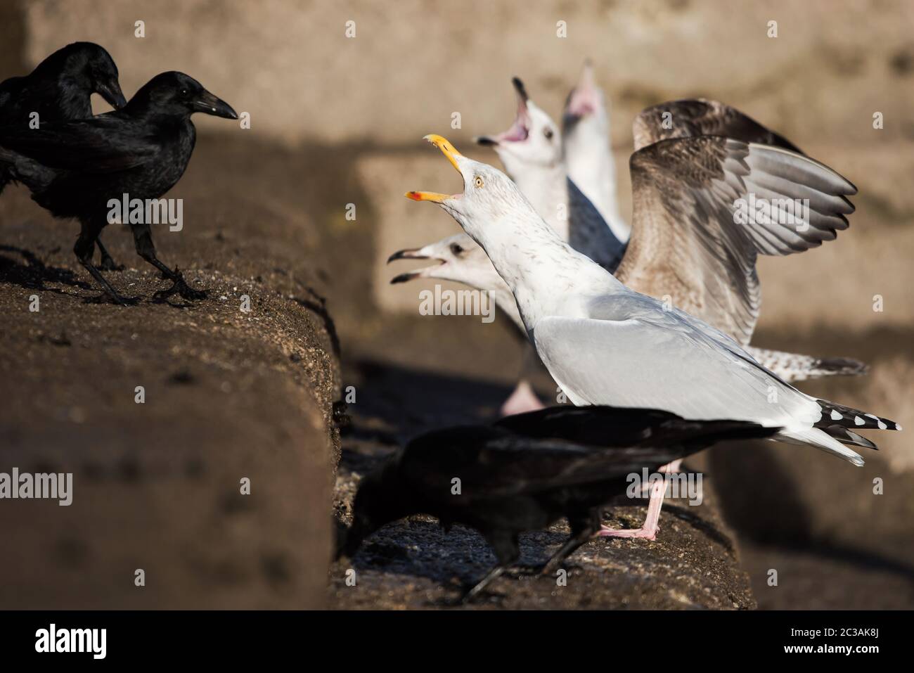 Herring Gull in habitat. Her Latin name are Larus argentatus Stock