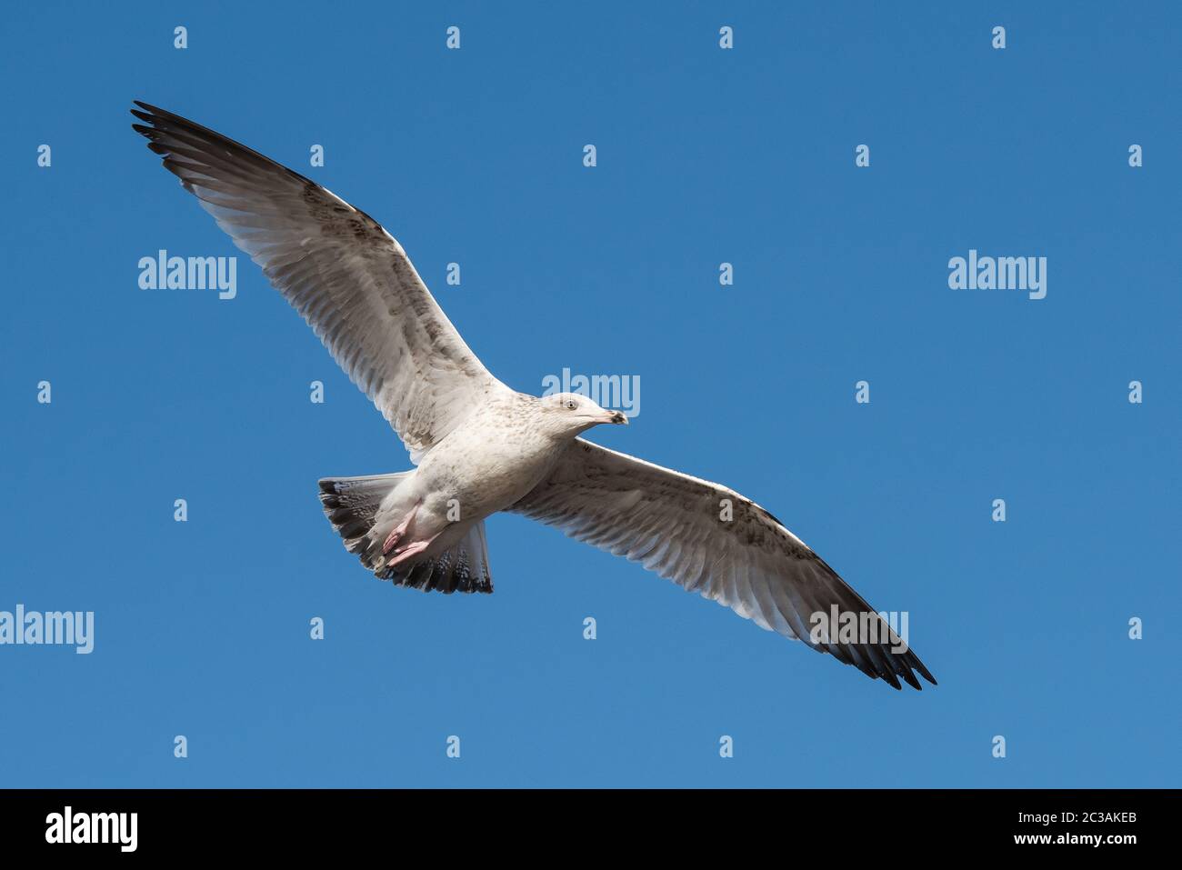 Herring Gull in flight in the sky. Her Latin name are Larus argentatus