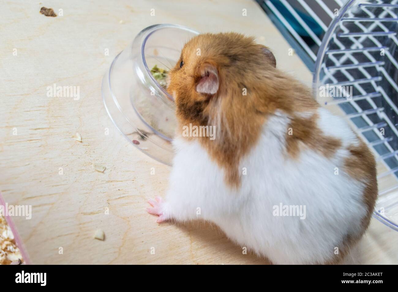 Syrian hamster eating from food bowl Stock Photo Alamy