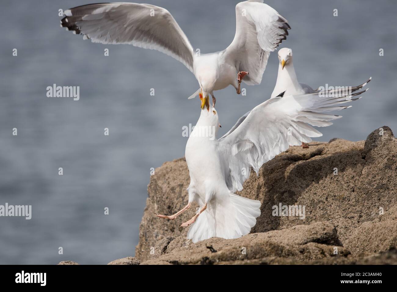 Herring Gulls in fight. Their Latin name are Larus argentatus Stock Photo Alamy