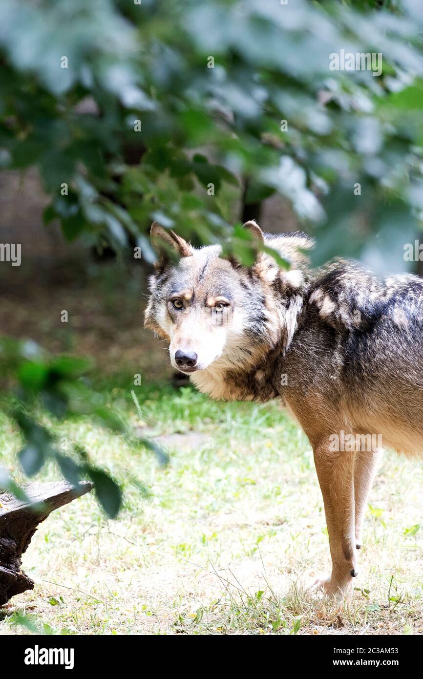 Face of timber wolf hi-res stock photography and images - Alamy