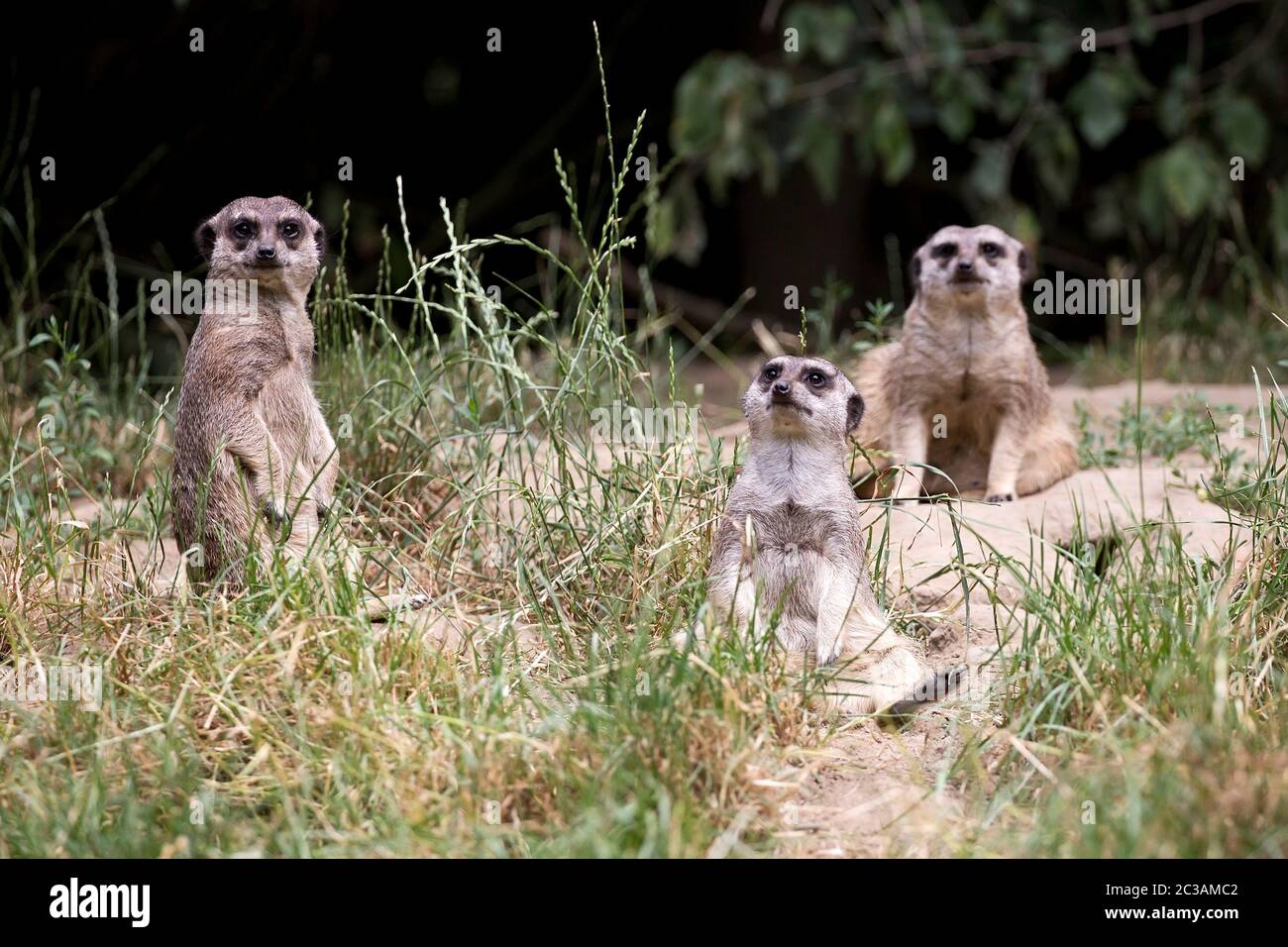 Meerkats in a clearing Stock Photo