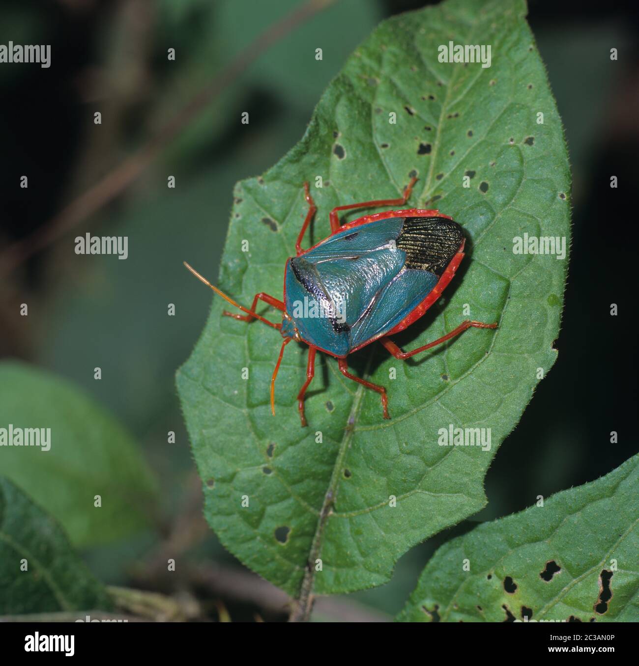Red bordered stink bug, Edessa rufomarginata, Costa Rica rainforest Stock Photo