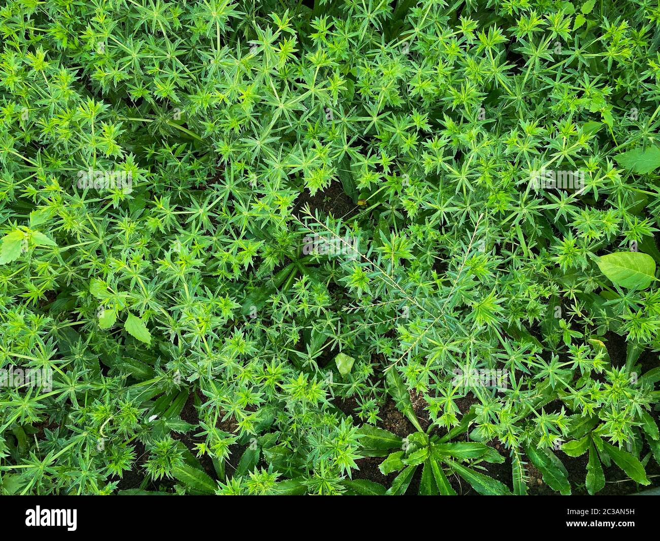 Sawtooth Coriander, asian vegetable also known as Pak Chi Farang or