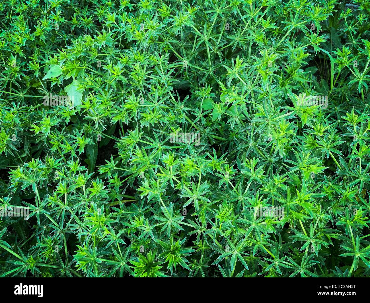 Sawtooth Coriander, asian vegetable also known as Pak Chi Farang or