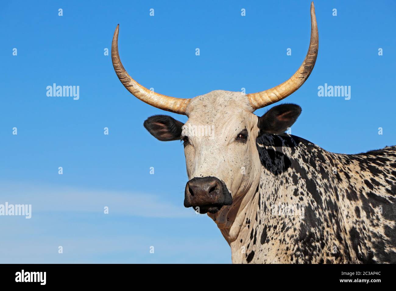 Portrait of a Nguni  cow - indigenous cattle breed of South Africa Stock Photo