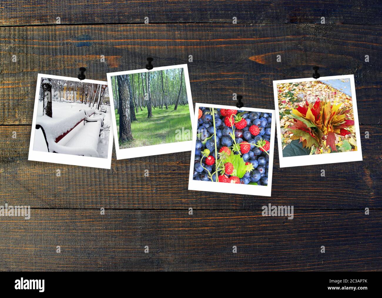 Photos of four seasons attached to dark wooden wall. Seasons on dark background. Photo of four seaso Stock Photo