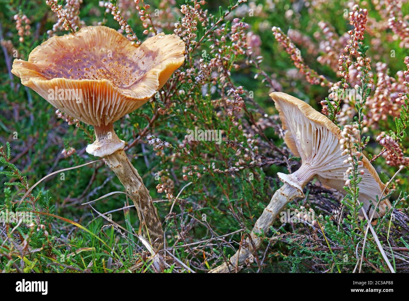 Hallimasch Armillaria spec between Besenheide Stock Photo