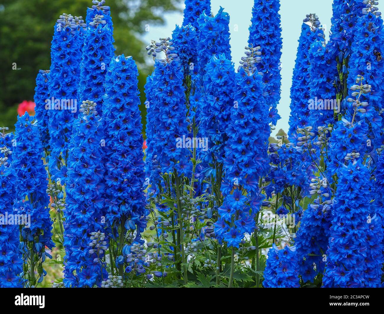 Tall blue flowers deals