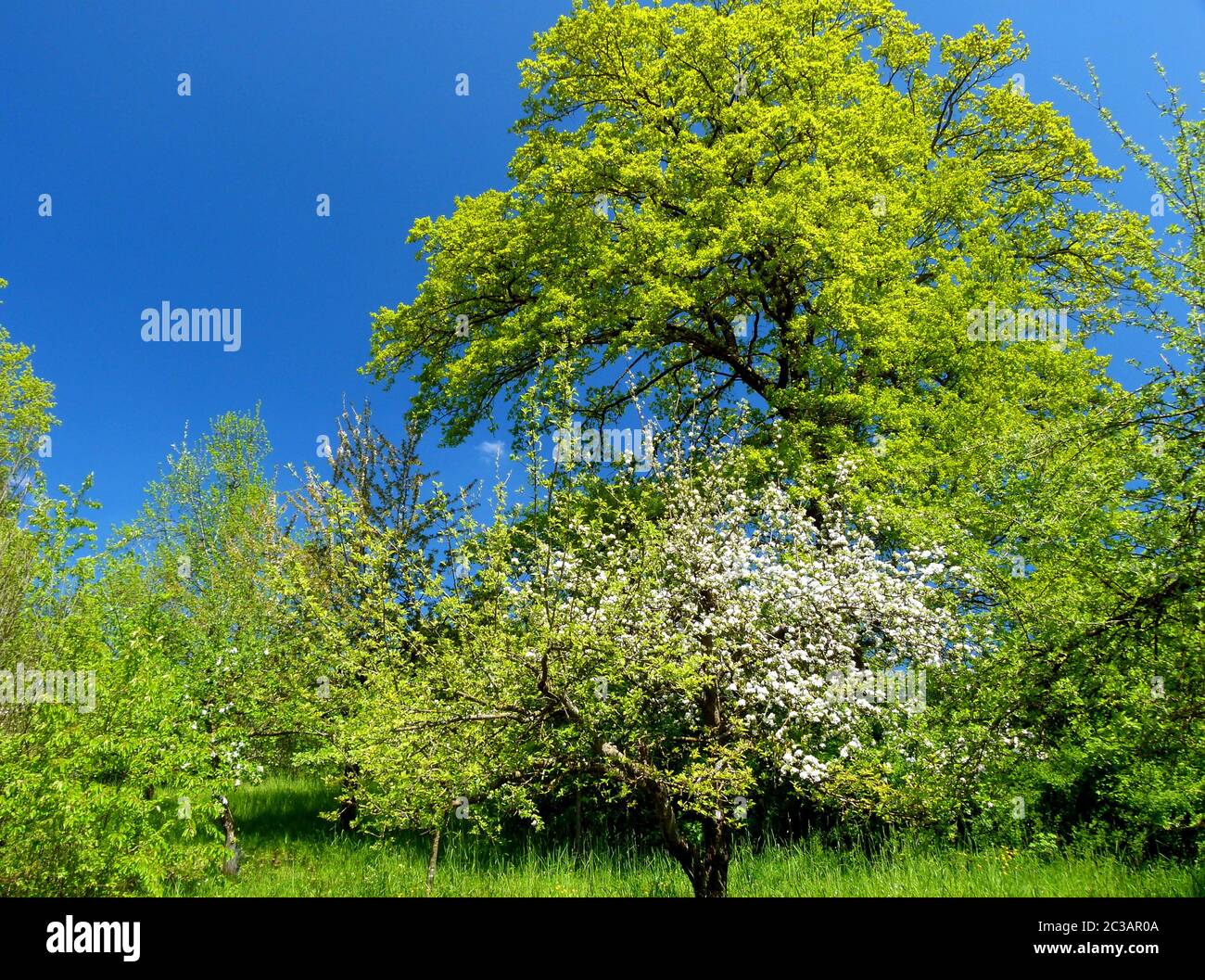 Tree with light green young foliage against a blue sky Stock Photo