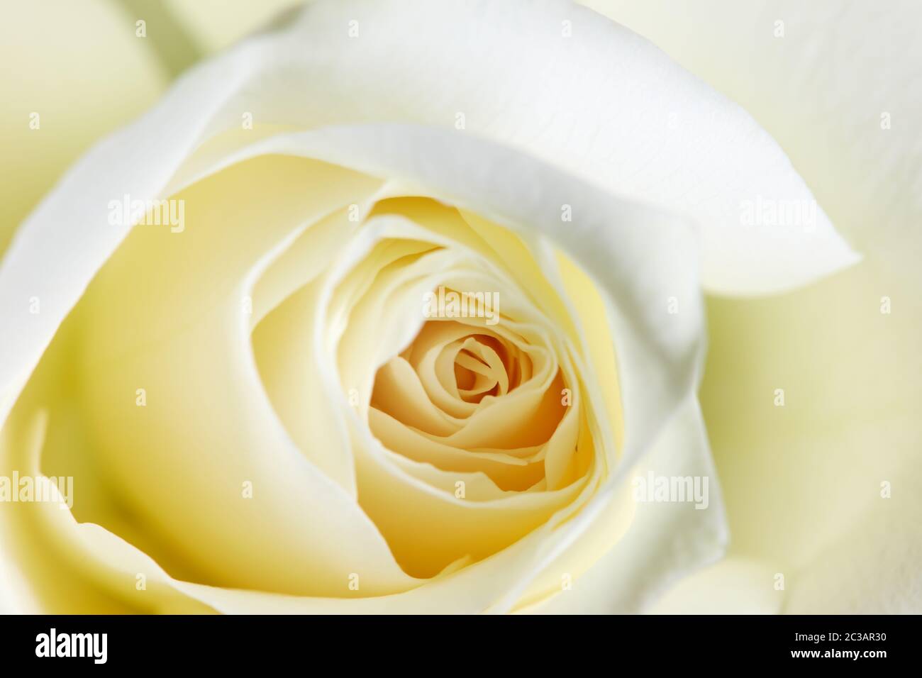Romance rose hi-res stock photography and images - Alamy