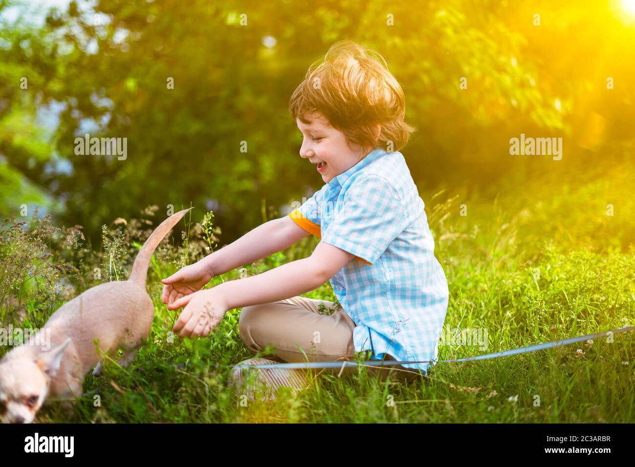 Chihuahua dog and little child close up. Cropped happy caucasian kid boy catches a puppy at sunny day in park on grass and play together Stock Photo