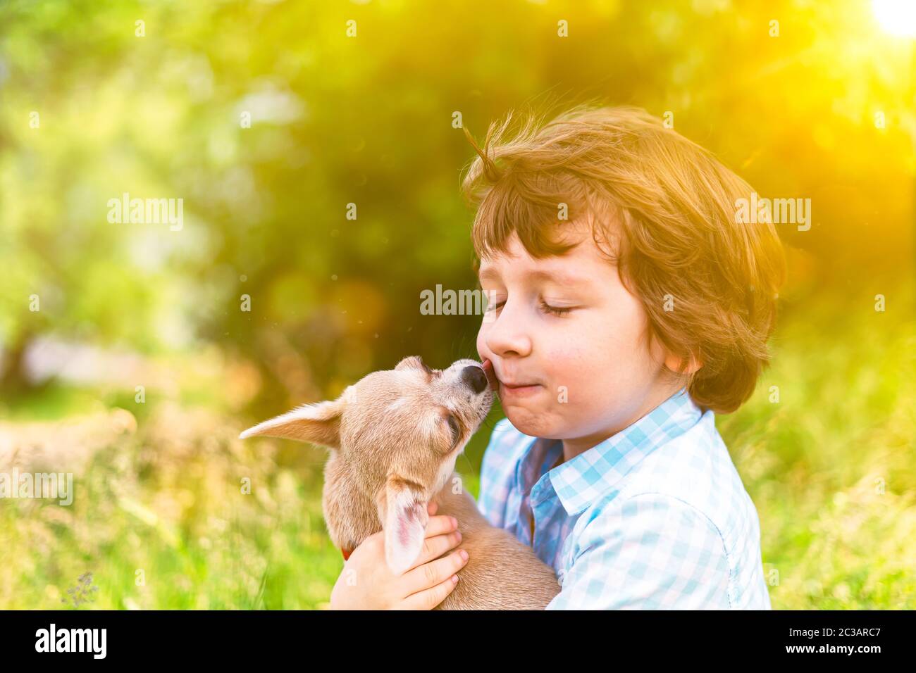 Chihuahua dog licks little laughing child's face close up. Portrait of a happy caucasian kid boy hugging a puppy at sunny day in park on grass and Stock Photo