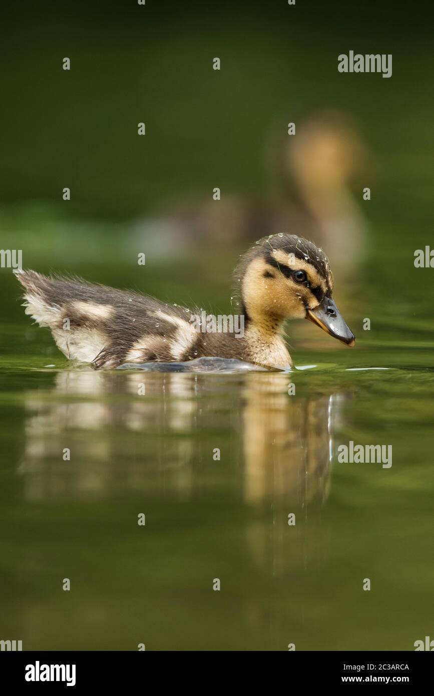 Nestling of Mallard Duck. His Latin name is Anas platyrhynchos Stock ...
