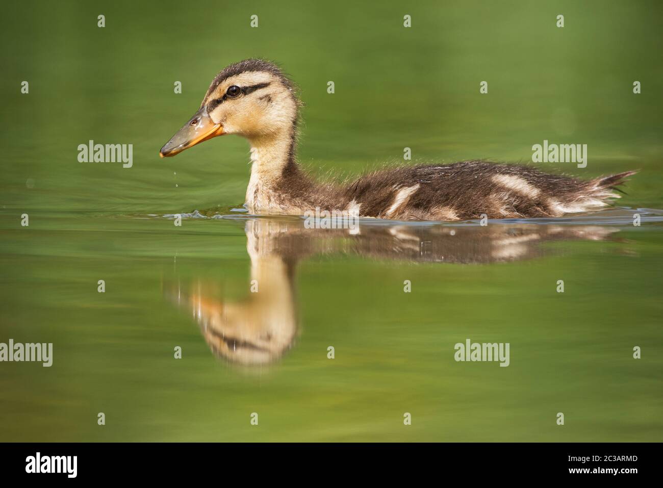 Nestling of Mallard Duck. His Latin name is Anas platyrhynchos Stock ...