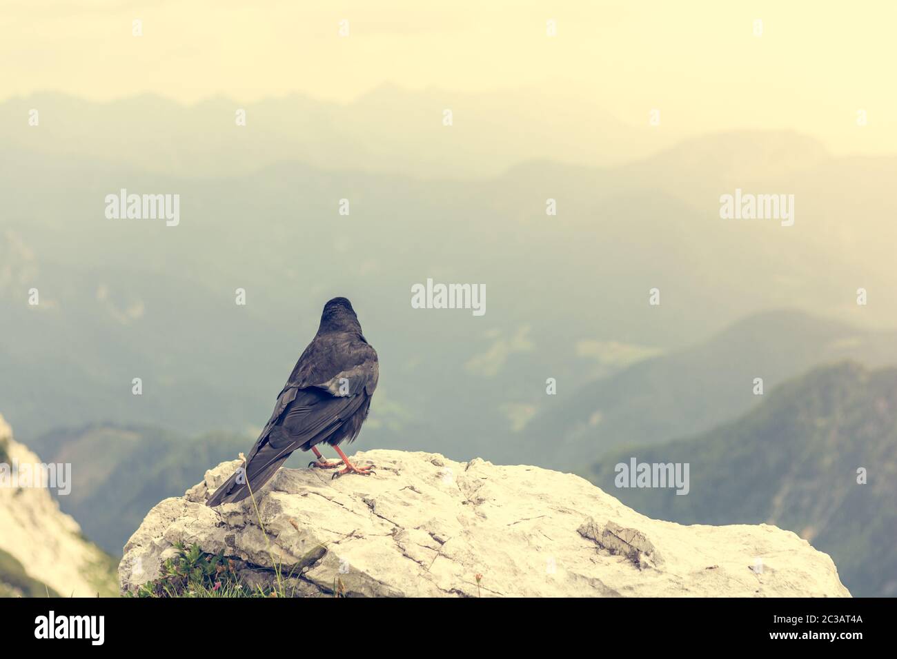 The Alpine chough Pyrrhocorax graculus , Yellow billed chough Stock ...