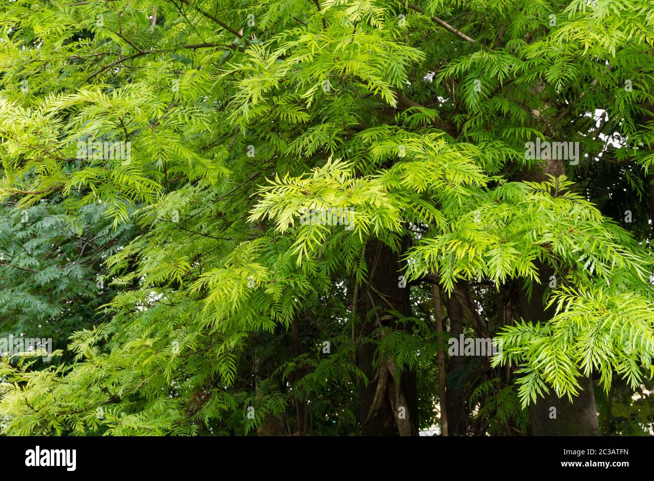 Grevillea Robusta High Resolution Stock Photography And Images Alamy Grevillea Robusta High Resolution Stock Photography And Images Alamy
