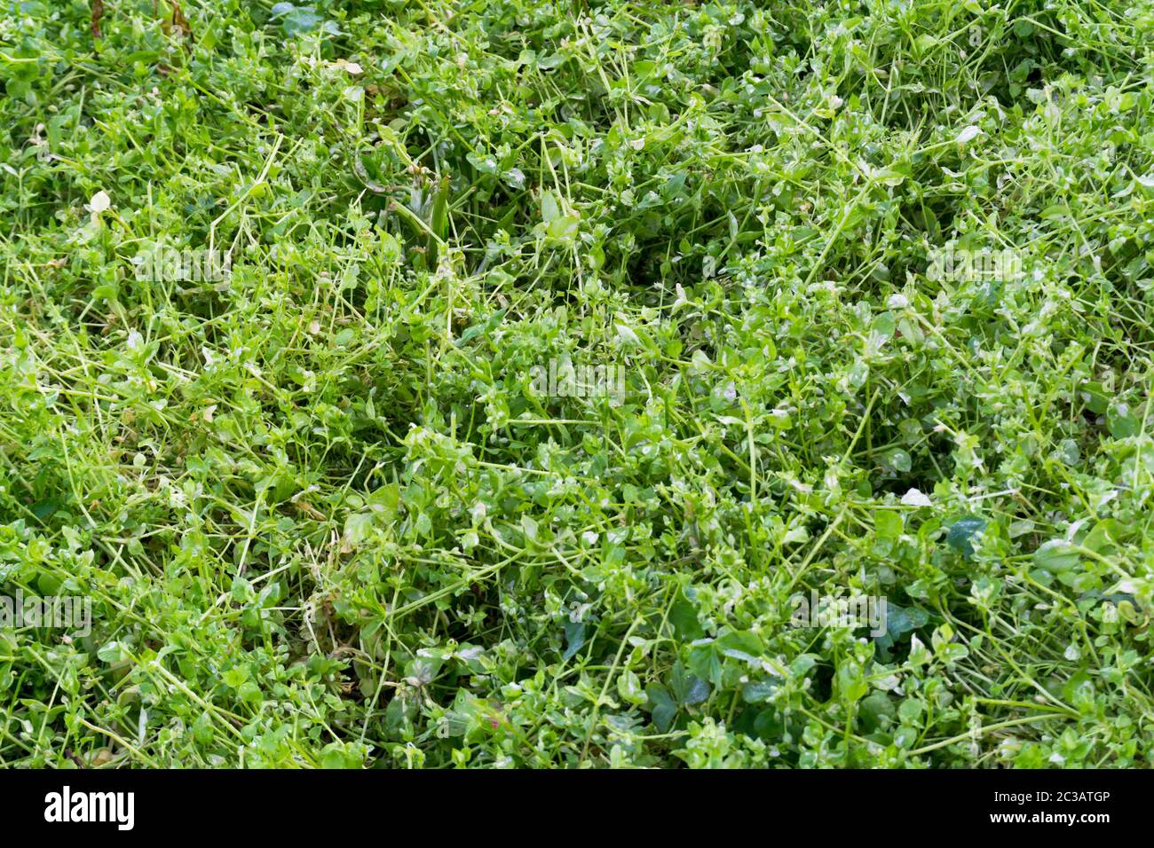 .A close up shot of Stellaria media, chickweed. It is an annual and perennial flowering plant in the family Caryophyllaceae [1]. It is native to Euras Stock Photo