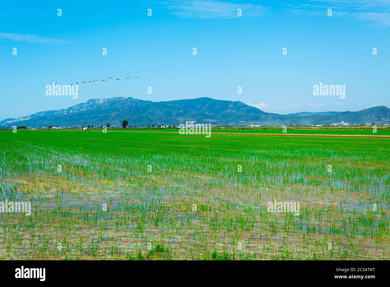 a view over a flooded paddy field in the Ebro Delta in Deltebre, Catalonia, Spain Stock Photo