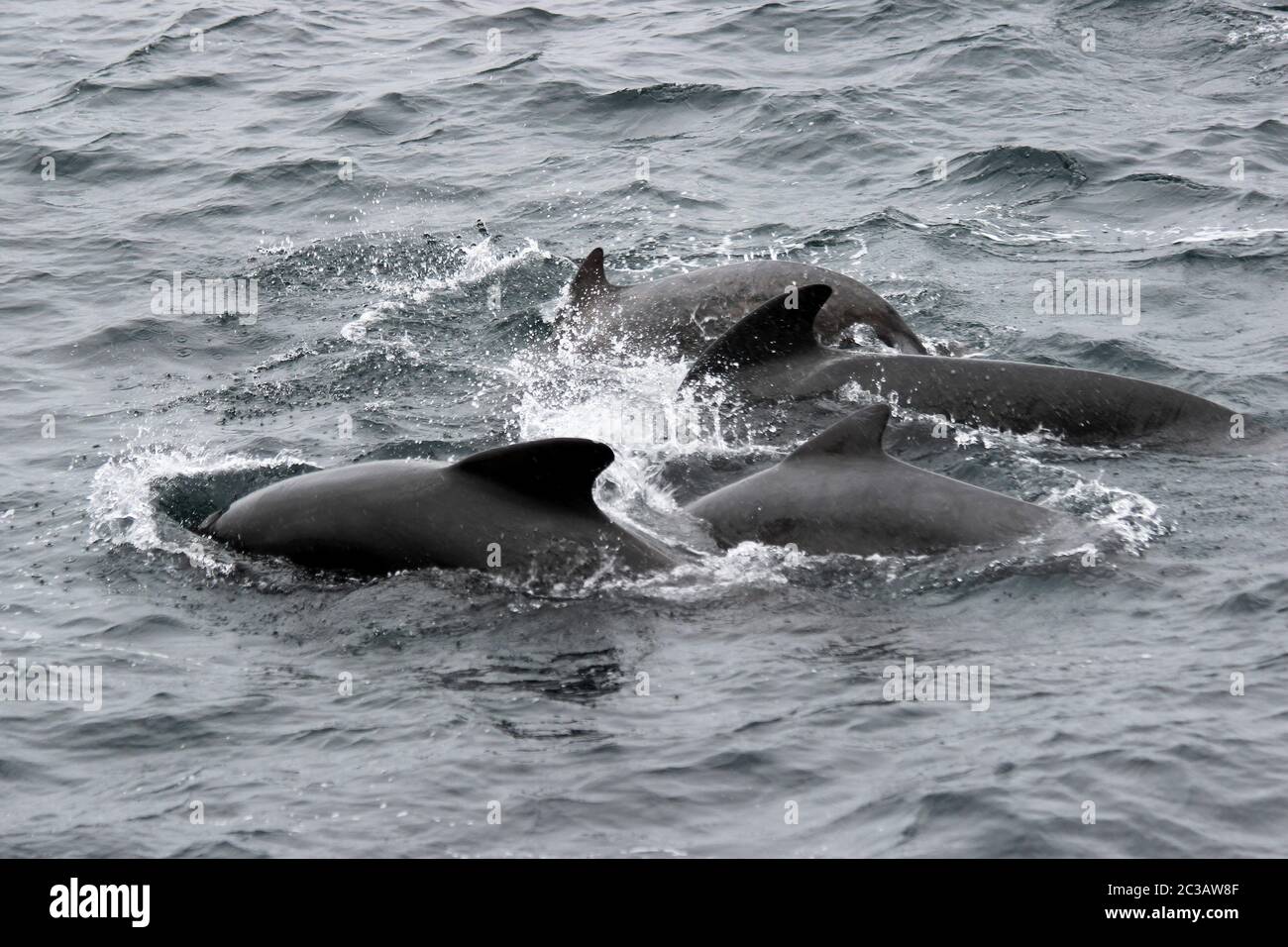 Long-finned Pilot Whale Globicephala melas Rockall Trough, Atlantic Ocean, UK Stock Photo