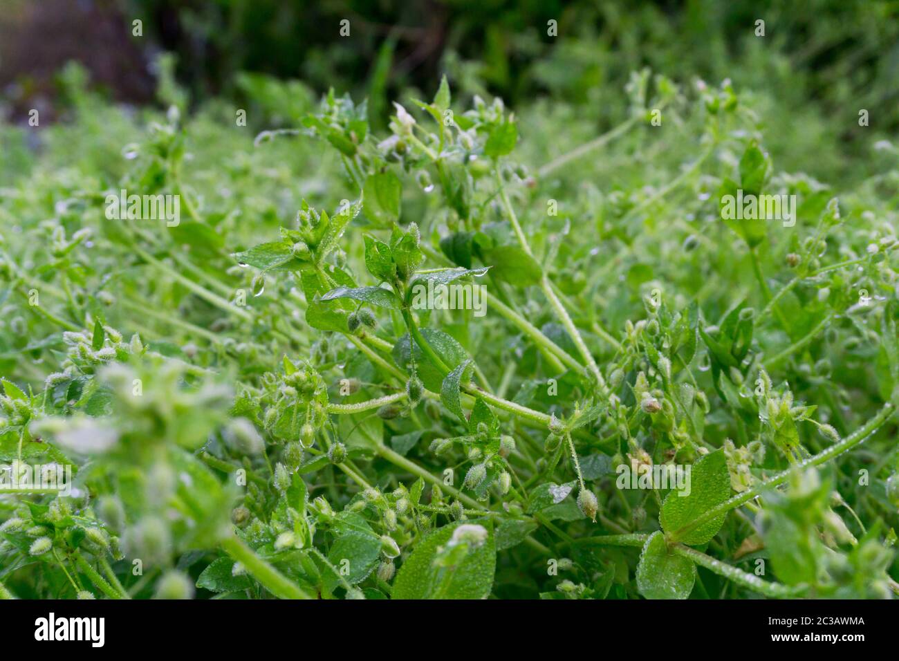 .A close up shot of Stellaria media, chickweed. It is an annual and perennial flowering plant in the family Caryophyllaceae [1]. It is native to Euras Stock Photo