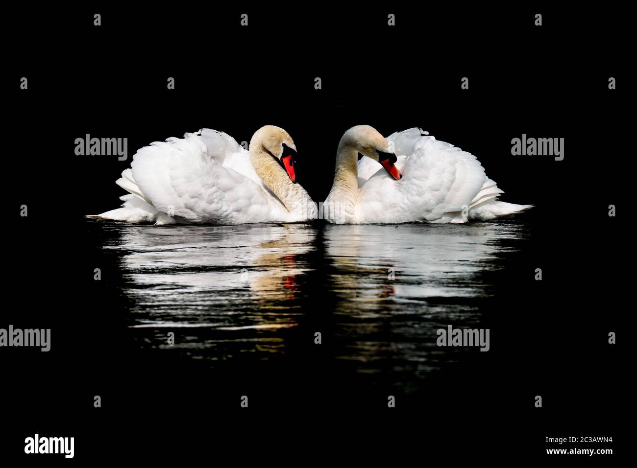 Mute swans under the moonlit night on the river in the United Kingdom Stock Photo