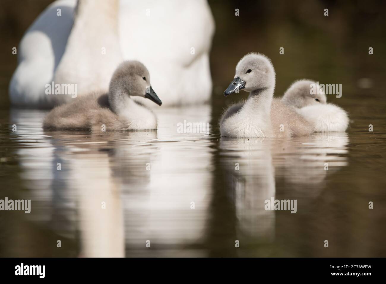 Mute Swan with nestling in habitat. Their Latin name are Cygnus olor