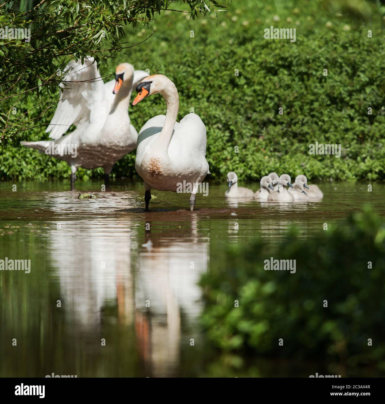 Mute Swan with nestling in habitat. Their Latin name are Cygnus olor