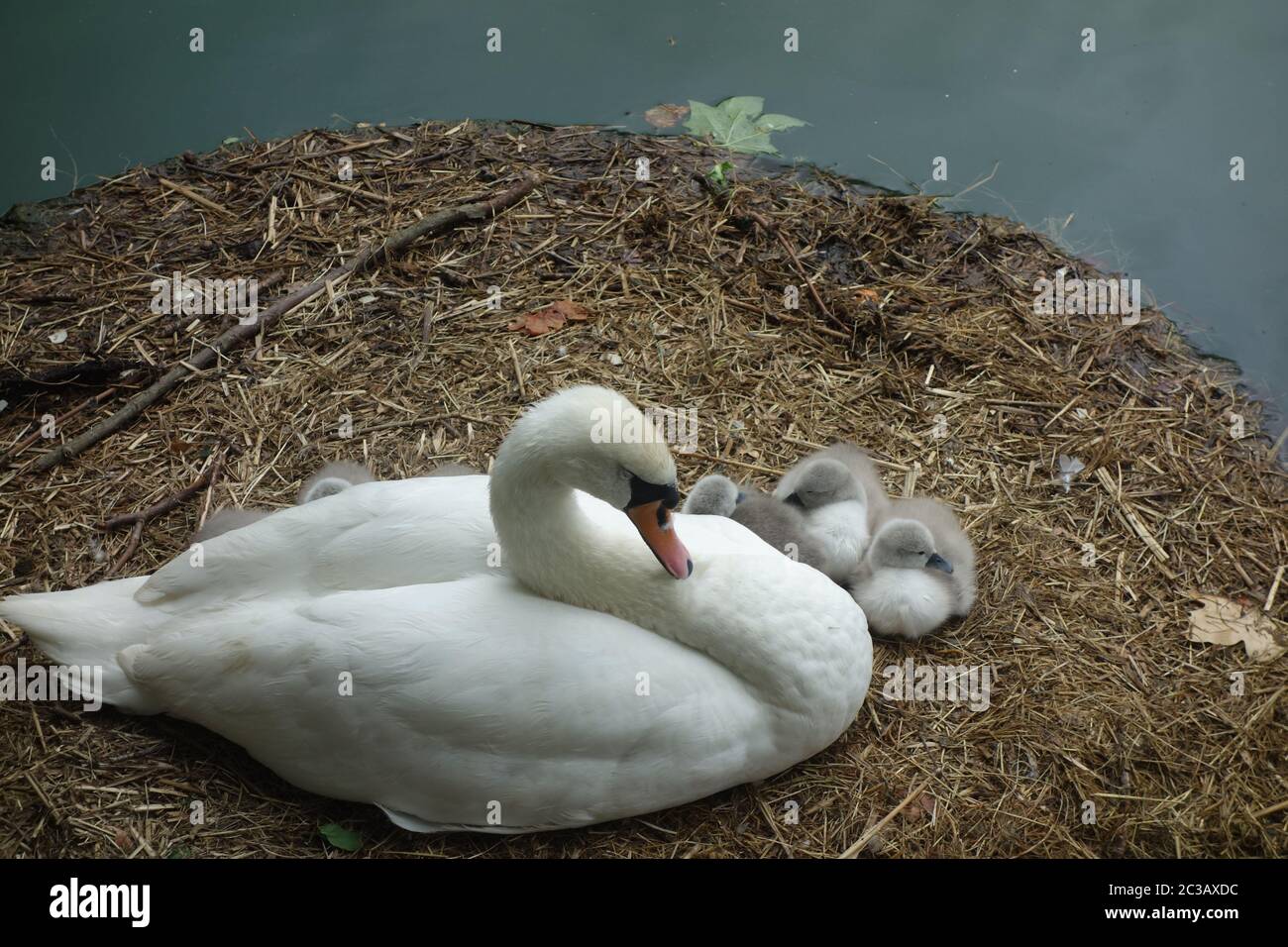 Swan and Cygnets, Rotherhithe, London, UK Stock Photo