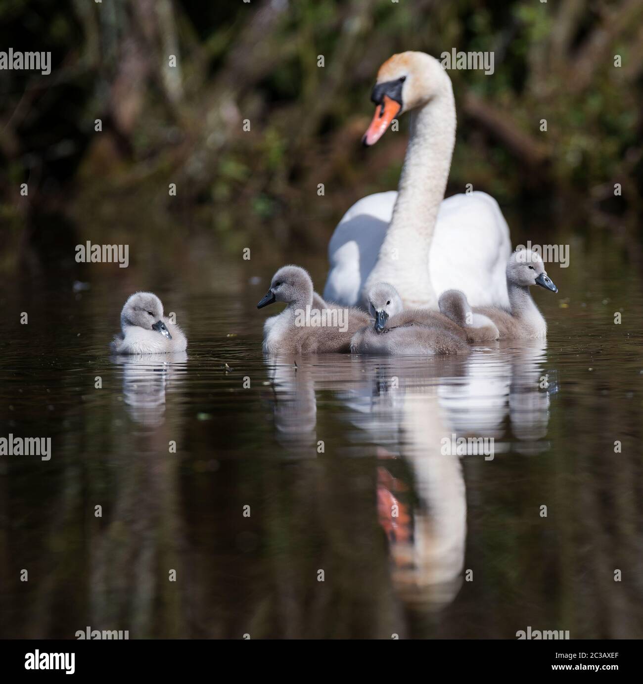 Mute Swan with nestling in habitat. Their Latin name are Cygnus olor