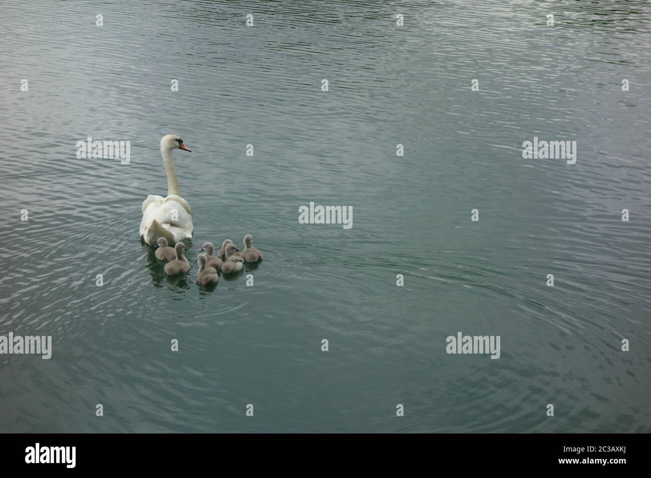 Swan and cygnets, Rotherhithe, London, UK Stock Photo